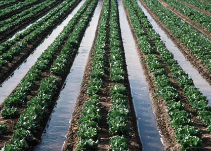 irrigation