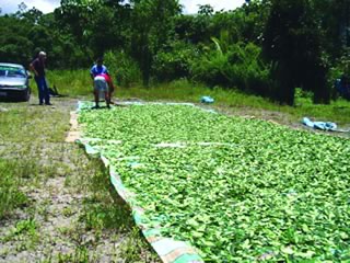 hojas de coca