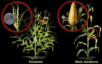 teosinte y maz moderno